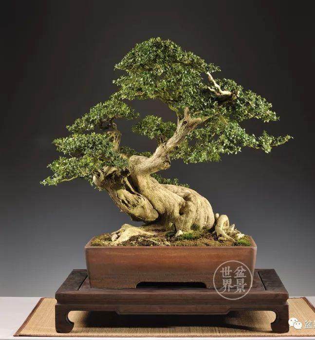 比利时盆景作品大赏