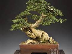 比利时盆景作品大赏