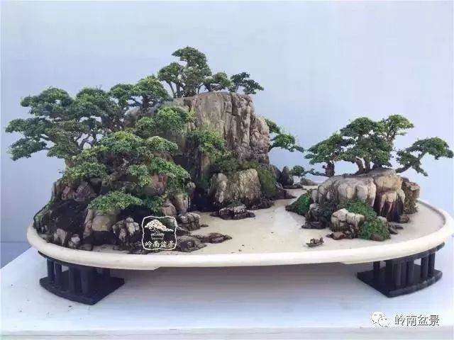 玩盆景的人群分为多个层次 你属于哪个层次？