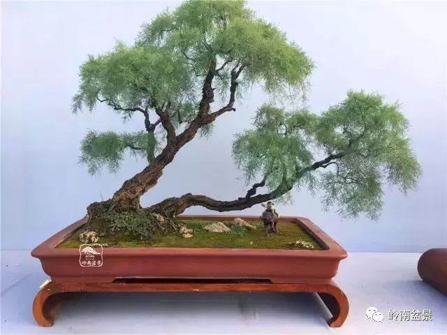 玩盆景的人群分为多个层次 你属于哪个层次？