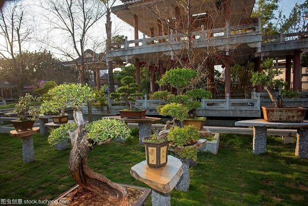 台湾盆景所要表达的是工笔画般的细腻 图片