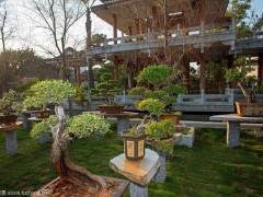 台湾盆景所要表达的是工笔画般的细腻 图片