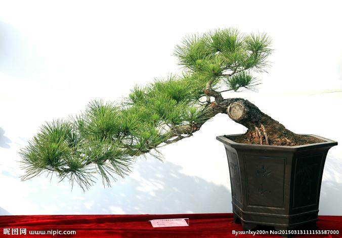 来自摄影师Stephen Voss的新盆景书