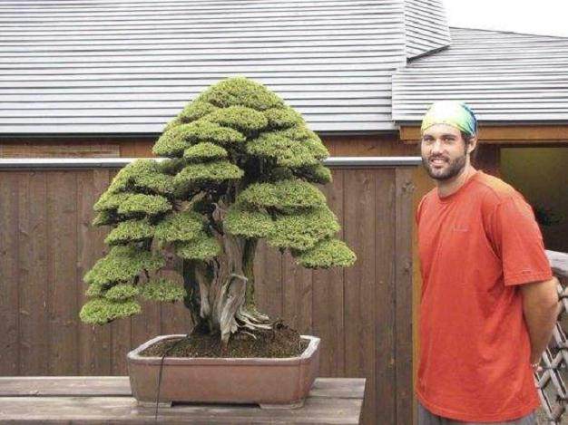 波特兰盆景村网站现场直播！