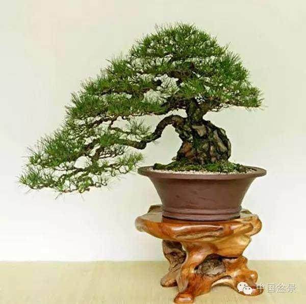 第六界亚太盆景联盟大会在韩国木浦市盛大开幕