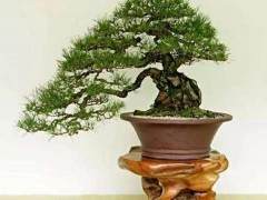 第六界亚太盆景联盟大会在韩国木浦市盛大开幕