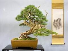 第四届美国国家盆景展亮点