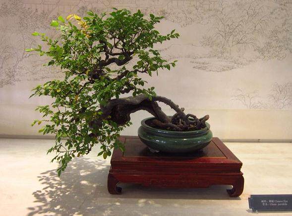 &ldquo;2013世界盆景大会&rdquo;在扬州瘦西湖风景区开幕