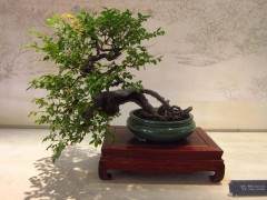 2013世界盆景大会在扬州瘦西湖风景区开幕