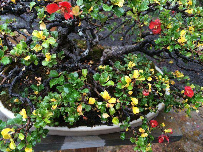 在夏季你的长寿梅盆景这样做 就不要担心