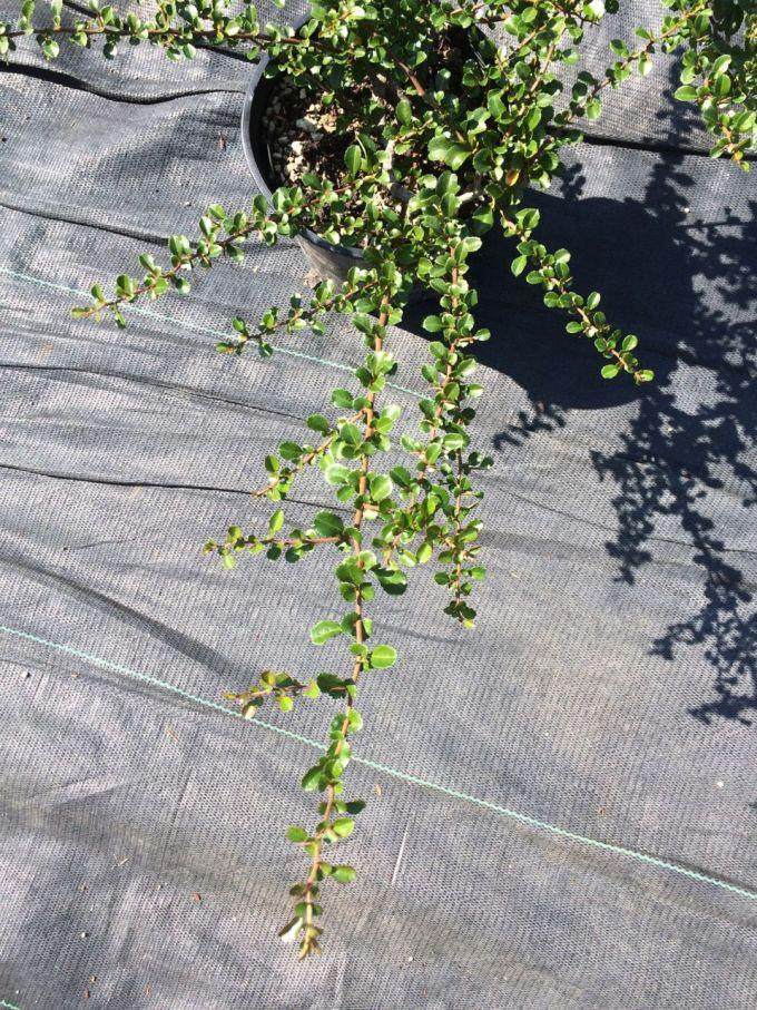 在夏季你的长寿梅盆景这样做 就不要担心