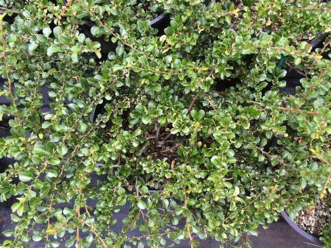 在夏季你的长寿梅盆景这样做 就不要担心