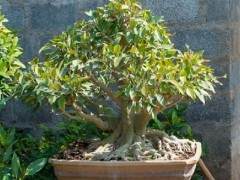 访问海印度德拉巴的什锦盆景