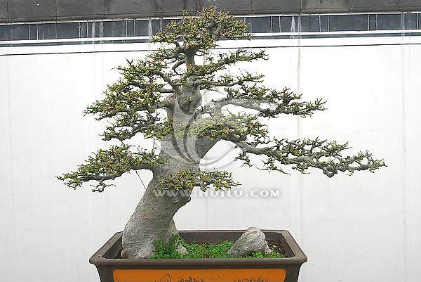 在炎热的夏季 如何给盆景浇水?