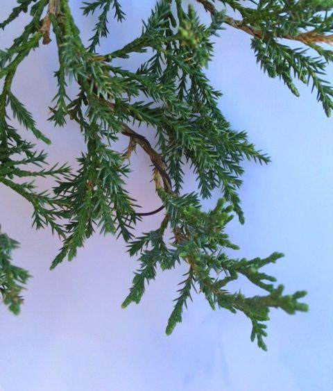 杜松子盆景的幼体生长？管还是别管？