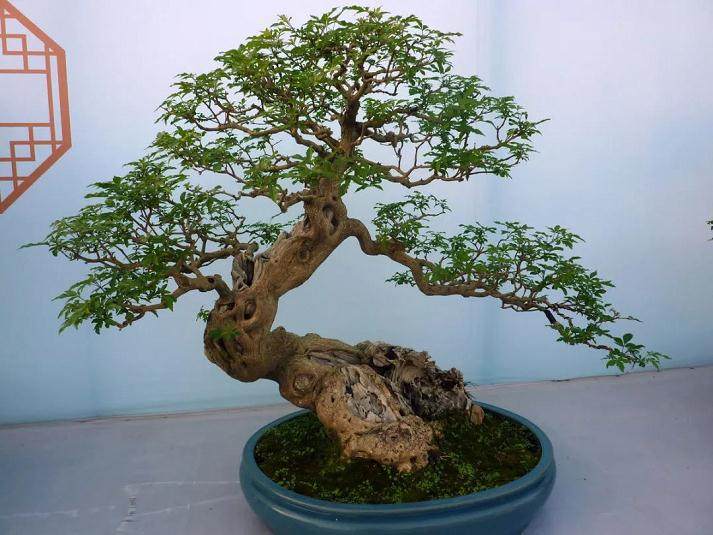 秋冬季盆景修剪的技术以及注意事项