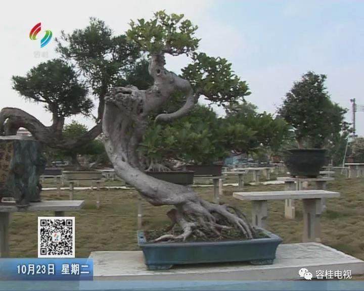 容桂盆景全国展获四金两银两铜