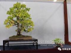 2018年 第六届美国国家盆景展览会