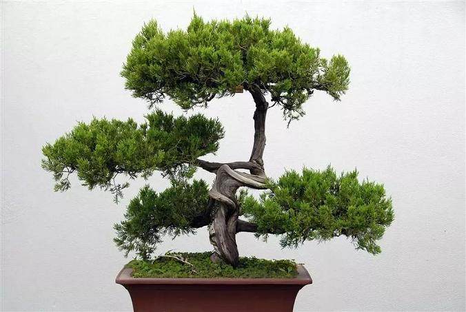 这样处理盆景树桩的切口 可以让盆景成活提高10倍