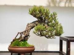 达州大寨子公园一批盆景失窃损失近万元