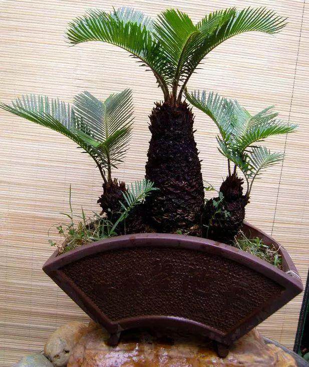 铁树盆景在家中养护时 要注意的4点