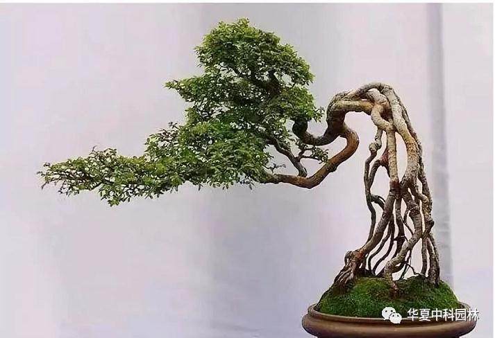 2018年中山灯都冬季盆景拍卖活动隆重举行