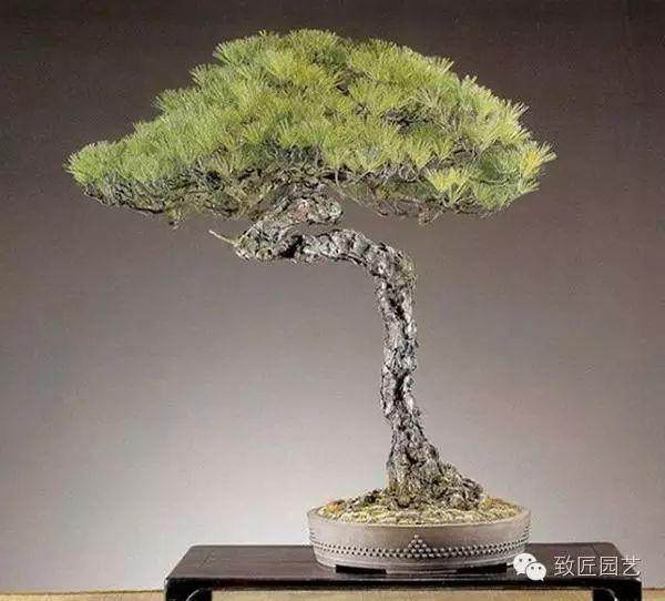 安徽非物质文化遗产—徽派盆景