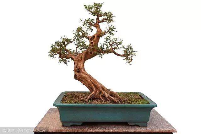 五针松盆景家里该怎么种植养护?