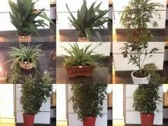 溧阳出现奇葩盗窃团伙专偷盆景 不为钱财只为欣赏