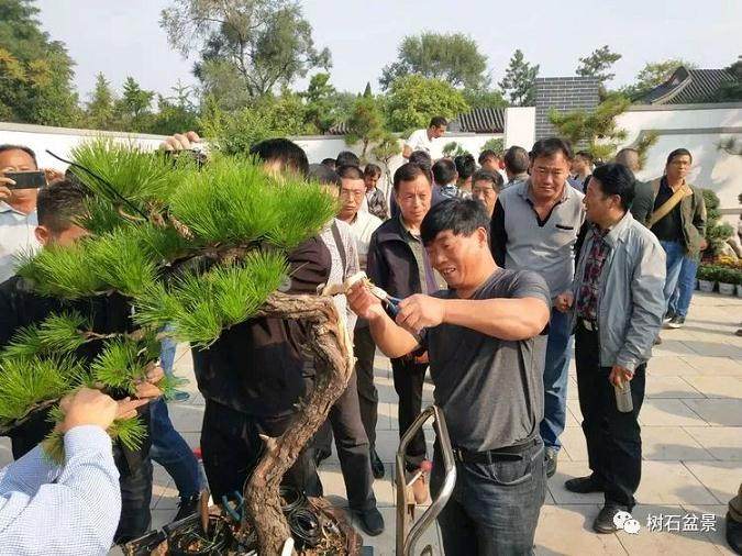 BCI国际盆景大师 吴德军