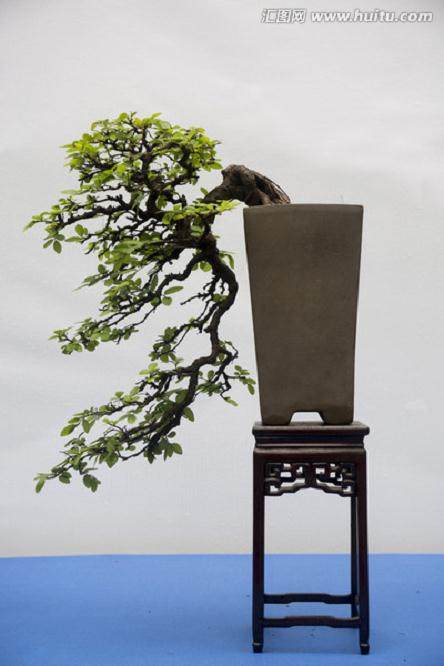 如何在阳台、窗台、楼顶建种植盆景？