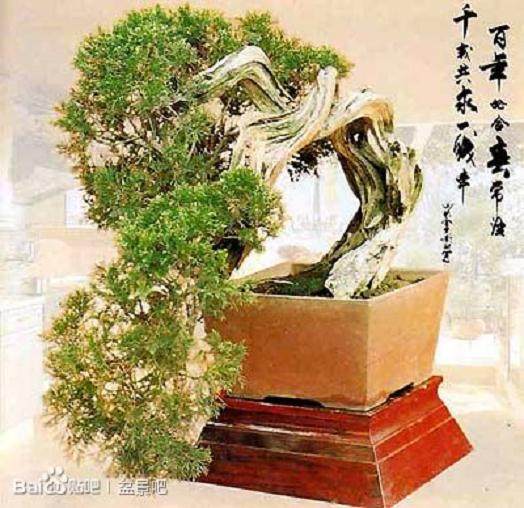 如何在阳台、窗台、楼顶建种植盆景？