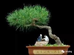 东郊盆景藏家高生宝 收藏盆景三十多年