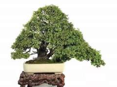 资深盆景藏家谈盆景收藏前景