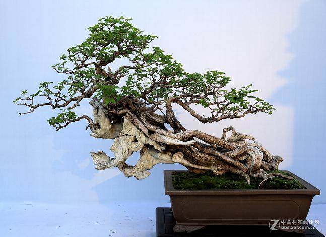 盆景收藏价值高 20年上涨20倍