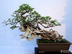 盆景收藏价值高 20年上涨20倍