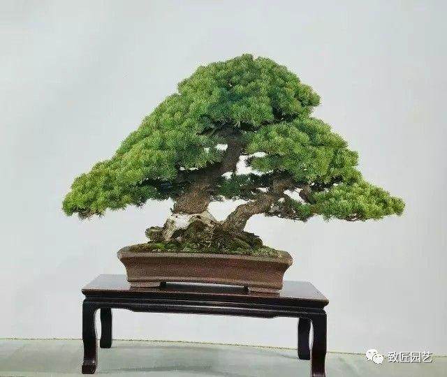 投资盆景有哪些优势?