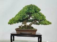 投资盆景有哪些优势？