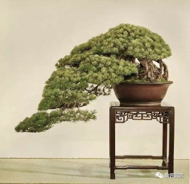 树种是决定盆景价格最基本的因素