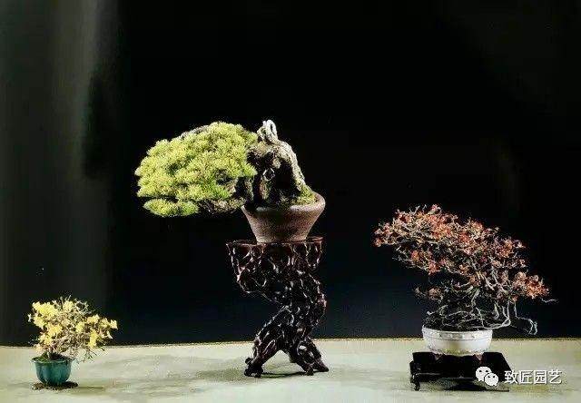 在盆景发展良性循环的大环境下 盆景投资也渐入佳境