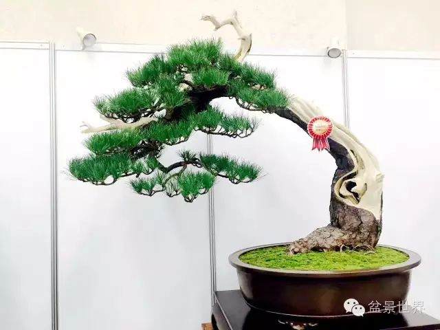 今年目前为止 最具收藏价值的一份盆景图录