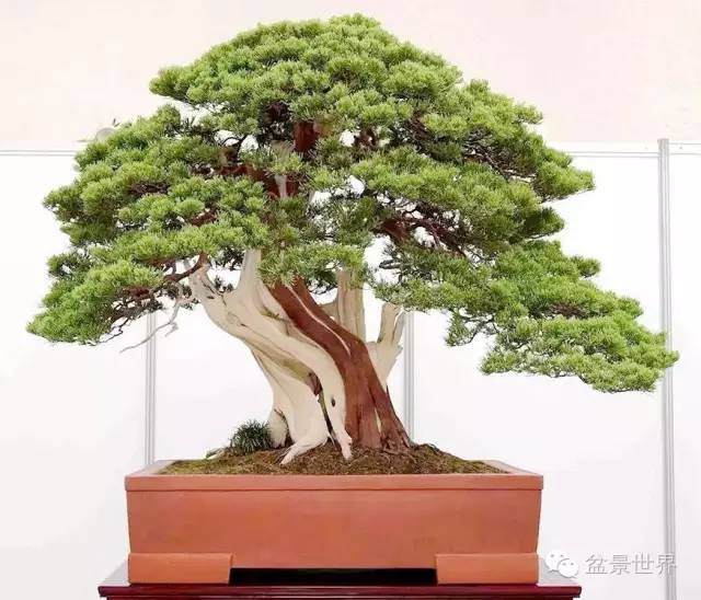 今年目前为止 最具收藏价值的一份盆景图录