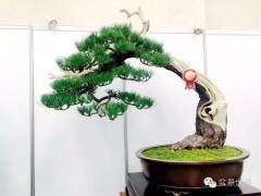 今年目前为止 最具收藏价值的一份盆景图录