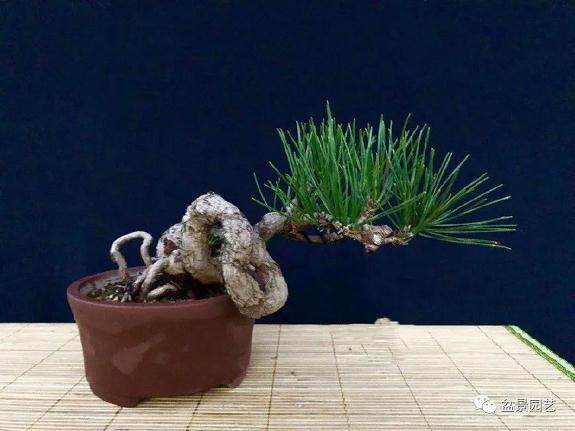 黑松临水式老桩盆景适合新手收藏临摹