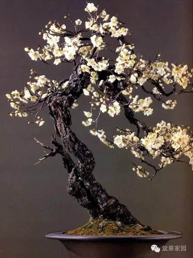 种植梅花盆景的土壤温度与湿度