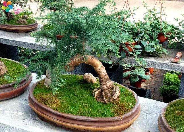 五人多次盗窃他人盆景 并向各园艺场主兜售