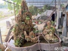 安徽黄山两男子盗窃六棵榆树盆景 价值21万元获刑三年多