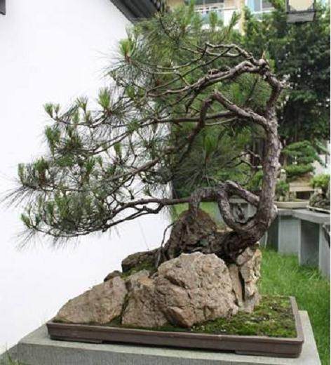 殊不知 两棵盆景价值昂贵 老伯的行为已构成盗窃