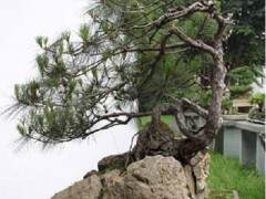 殊不知 两棵盆景价值昂贵 老伯的行为已构成盗窃