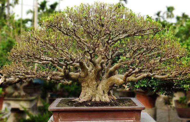 如何玩转盆景的缩剪方法?